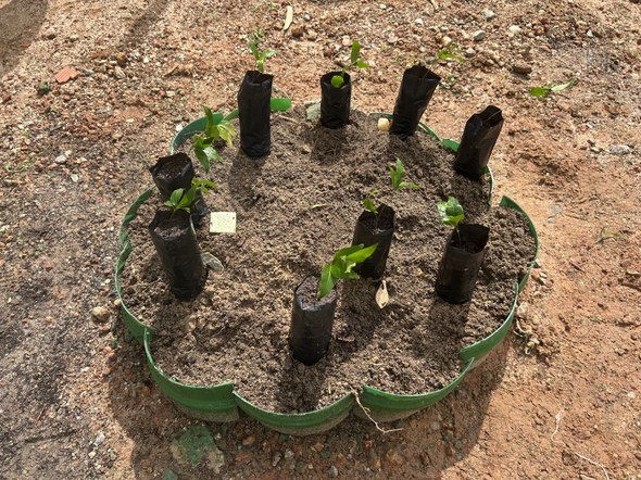 Festa Anual das Árvores 2026: TRE-CE promove educação ambiental e ação de plantio com crianças As imagens mostram um grupo de pessoas em um espaço externo com árvores, caminhos e edifícios ao...