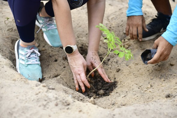 TRE-CE realiza 2ª Corrida/Caminhada da Justiça Eleitoral cearense No registro, há um buraco na areia, com uma muda de planta sendo manuseada por quatro pares de m...
